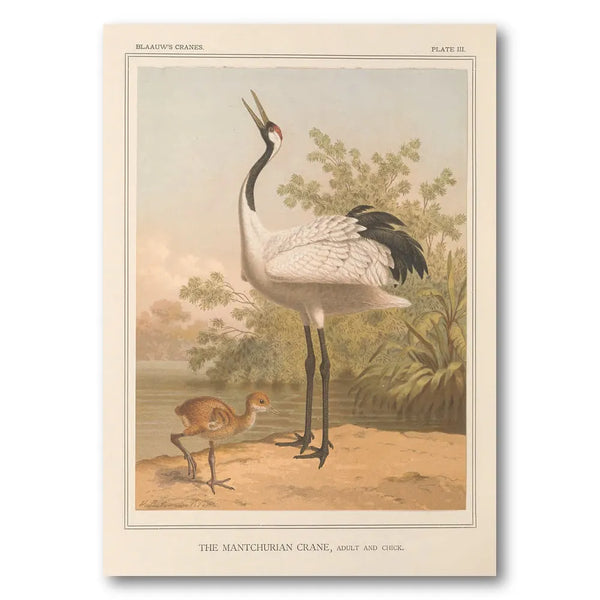 Manchurian Crane by Leutemann Art Print