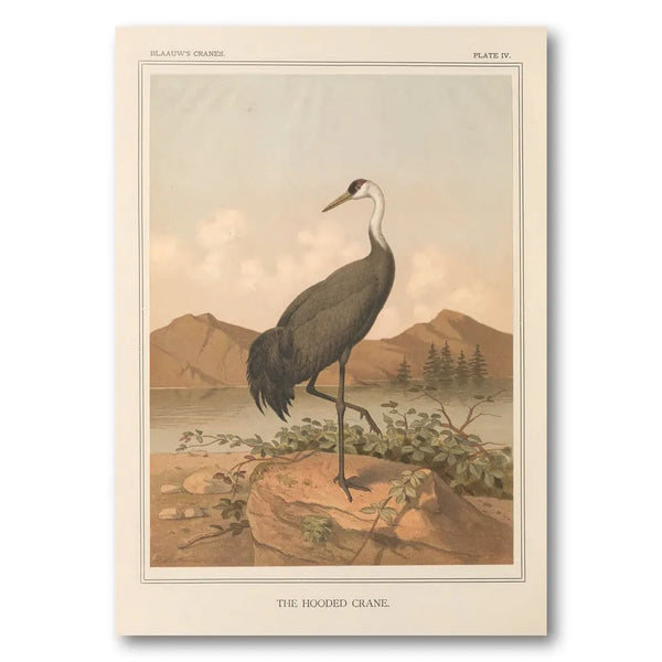 Hooded Crane by Leutemann Art Print