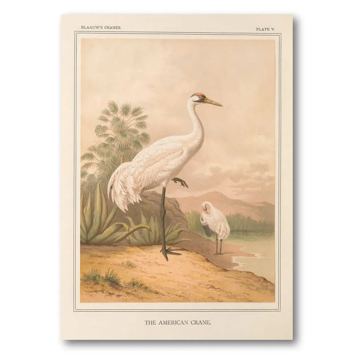 American Crane Art Print