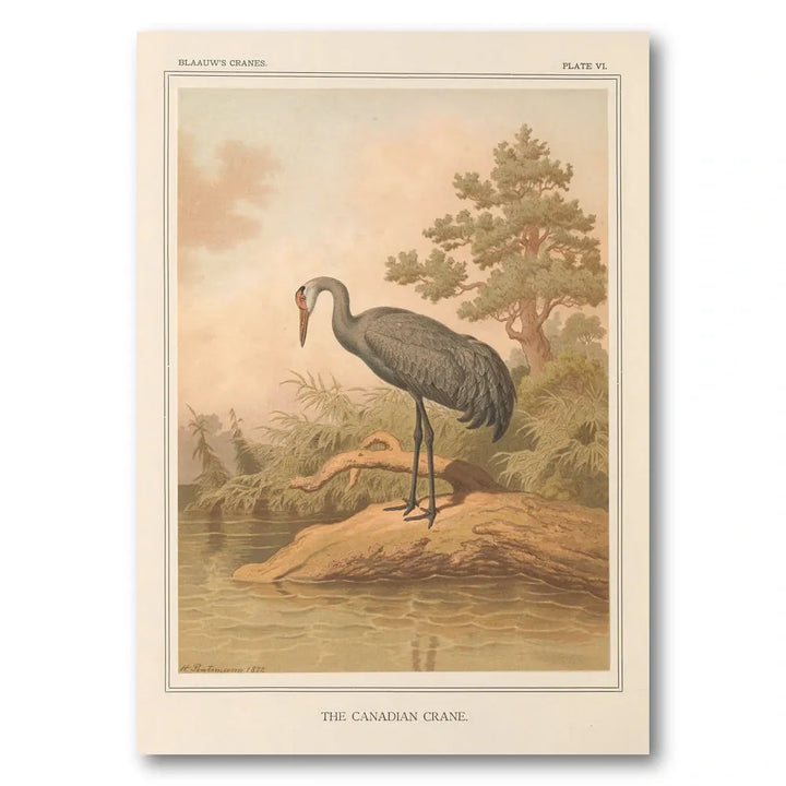 Canadian Crane by Leutemann Art Print