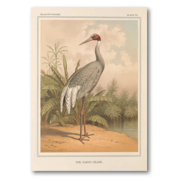Sarus Crane by Leutemann Art Print