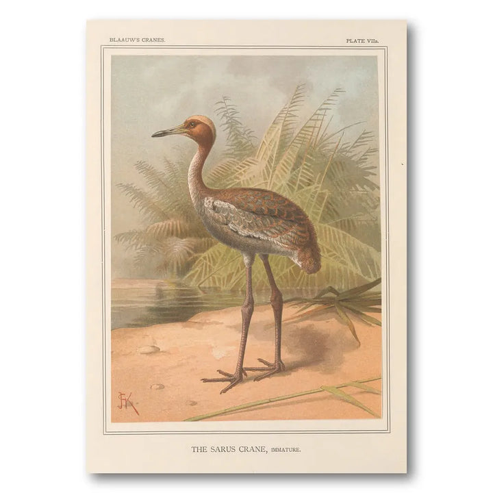 Sarus Crane, Immature by Keulemans Art Print