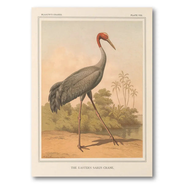 Eastern Sarus Crane by Leutemann Art Print