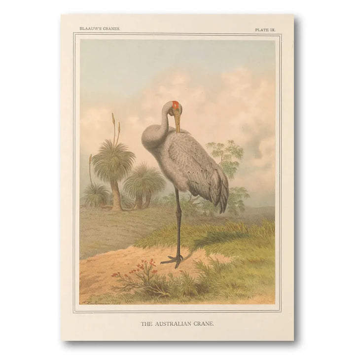 Australian Crane by Leutemann Art Print