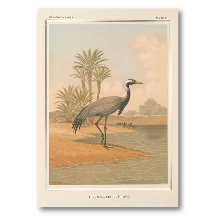 Demoiselle Crane by Leutemann Art Print
