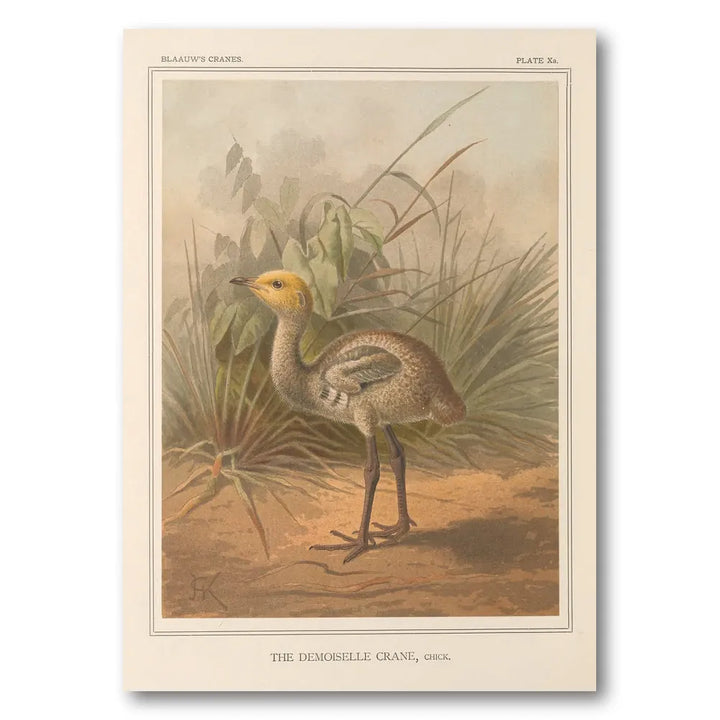 Demoiselle Crane Chick Art Print
