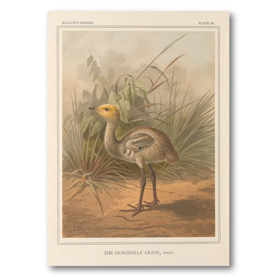 Demoiselle Crane Chick Art Print