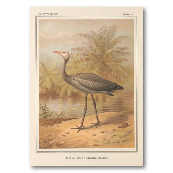 Stanley Crane, Immature by Keulemans Art Print