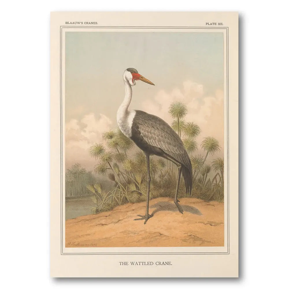 Wattled Crane by Leutemann Art Print