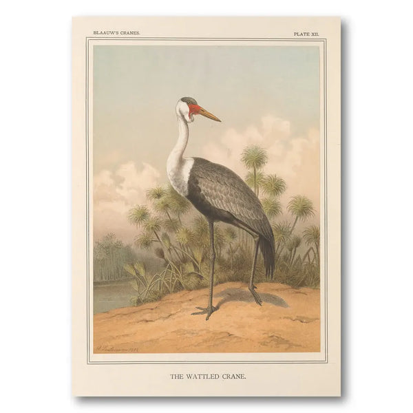 Wattled Crane by Leutemann Art Print