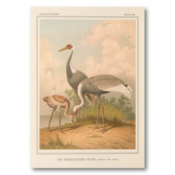 White-Necked Crane by Leutemann Art Print