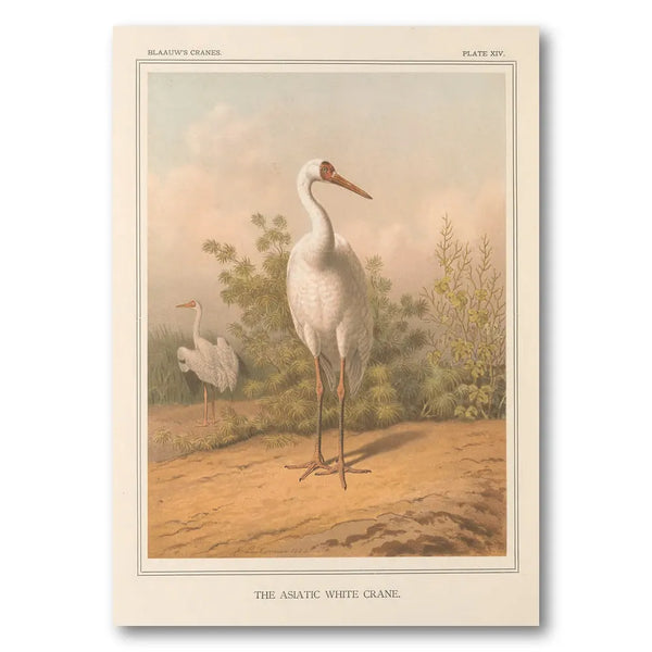 Asiatic White Crane by Leutemann Art Print
