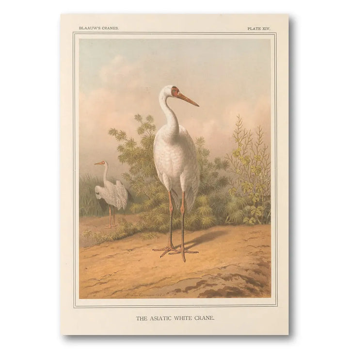 Asiatic White Crane by Leutemann Art Print