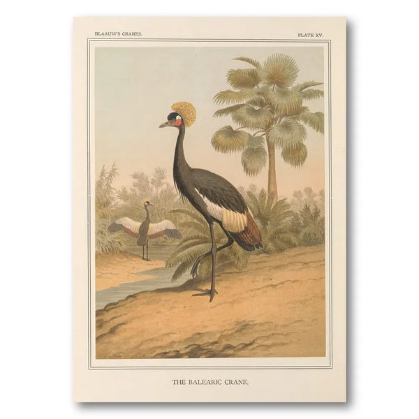 Balearic Crane by Leutemann Art Print