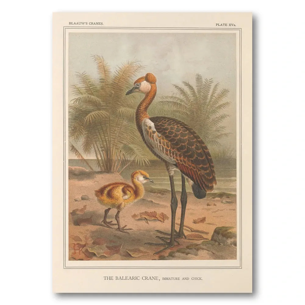 Balearic Crane, Immature by Keulemans Art Print