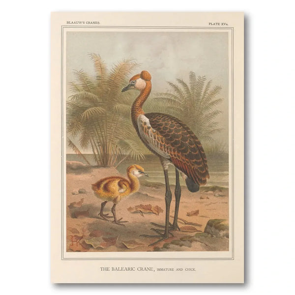 Balearic Crane, Immature by Keulemans Art Print