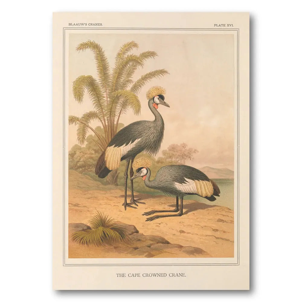 Cape Crowned Crane Art Print