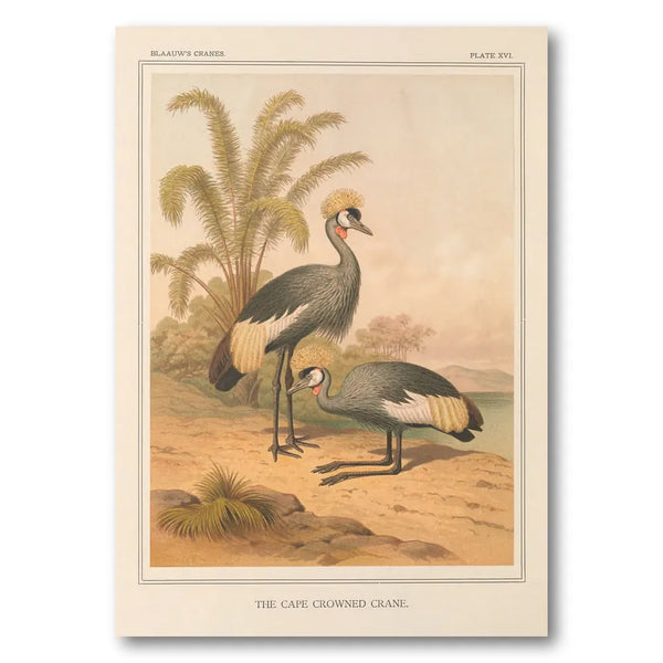 Cape Crowned Crane Art Print