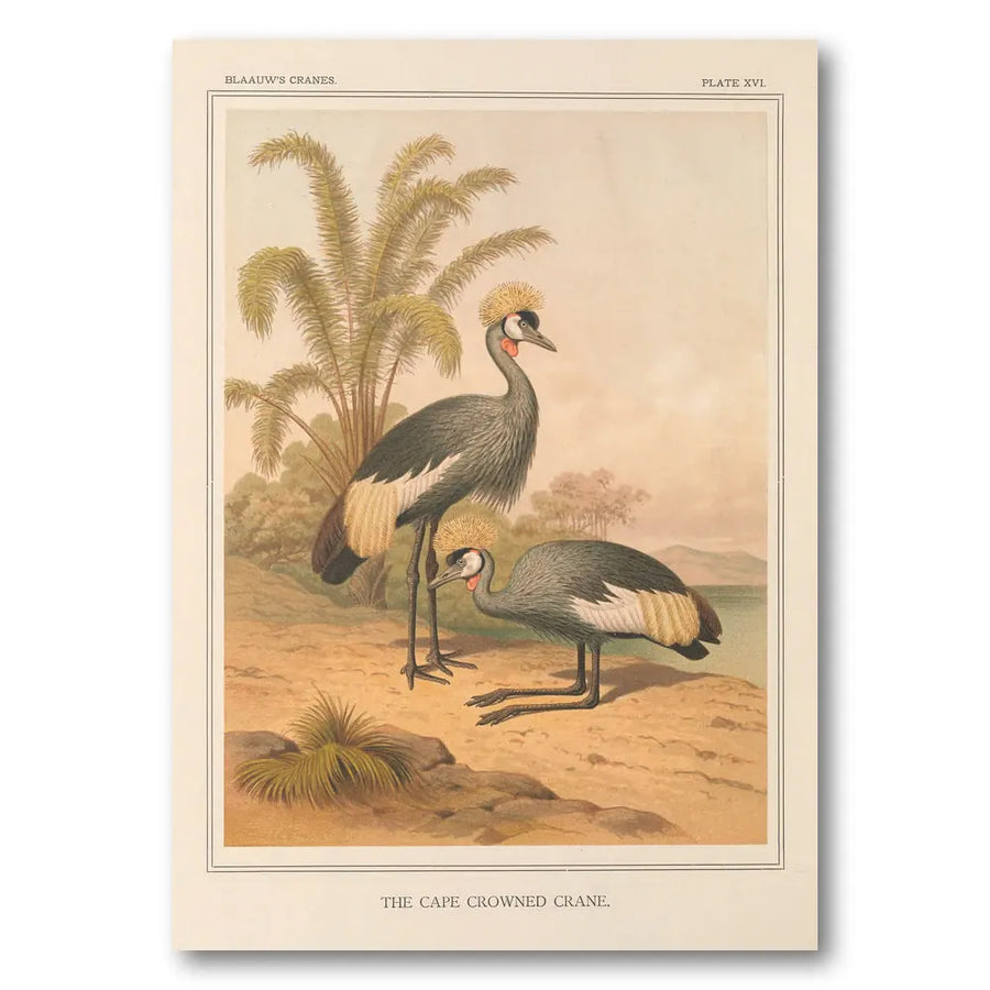 Cape Crowned Crane Art Print