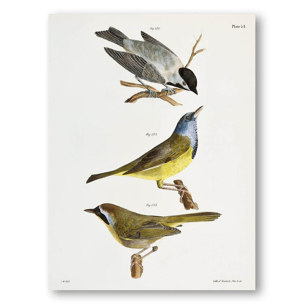 The Carolina Tit, The Mourning Warbler, The Yellow-throat by Audubon Art Print