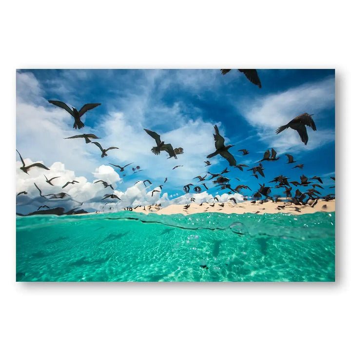 Seascape Flight Photo Print