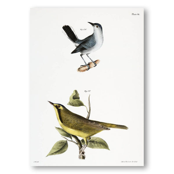 The Blue-gray Gnatcatcher and Kentucky Warbler Art Print