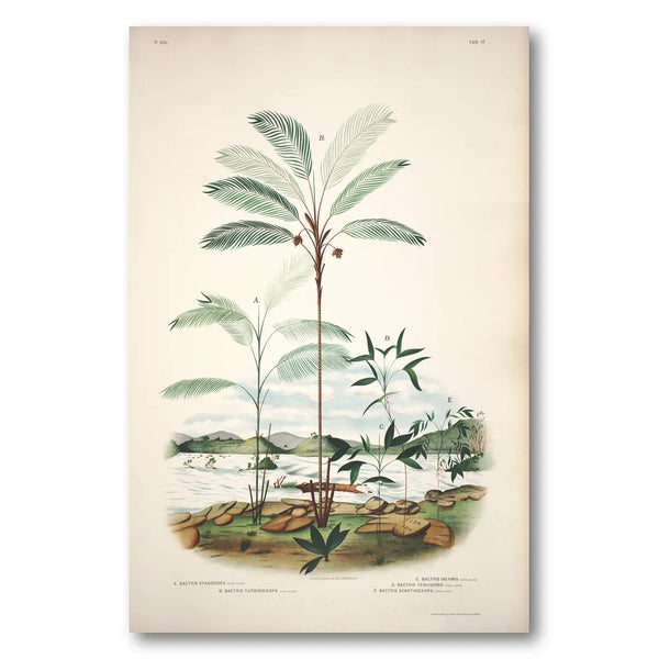 Bactris Syagroides by Rodrigues Art Print
