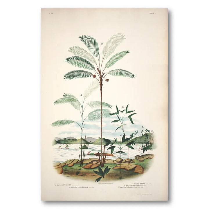 Bactris Syagroides by Rodrigues Art Print