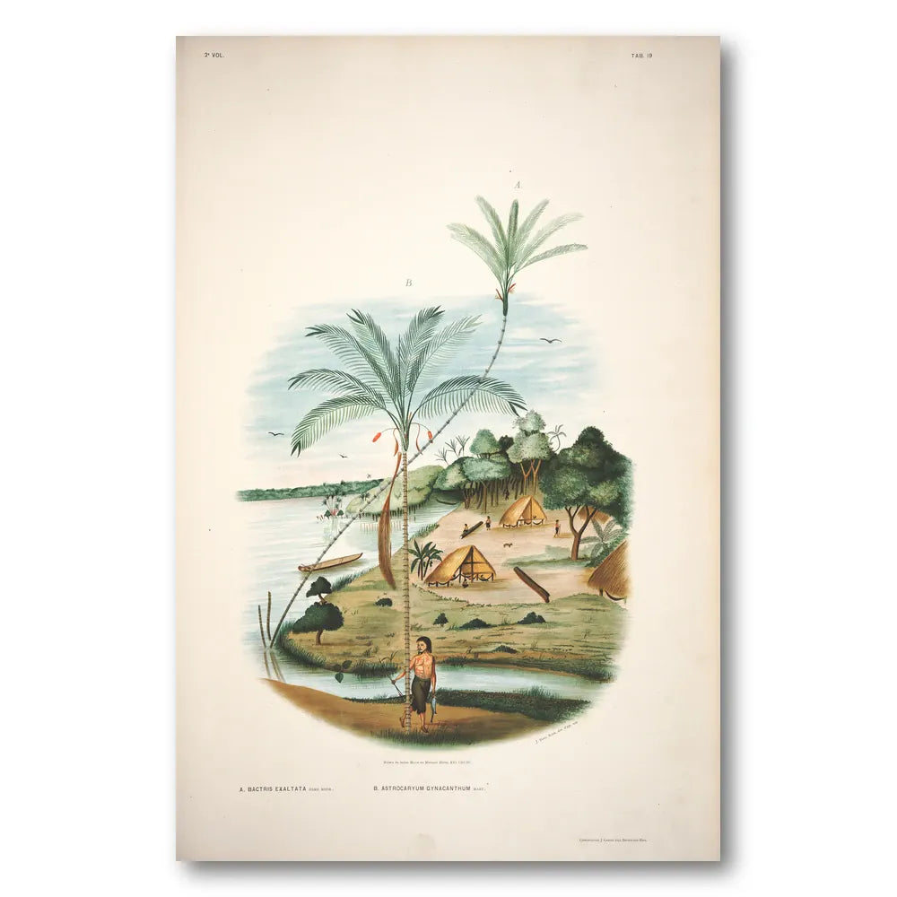 Bactris Exaltata by Rodrigues Art Print