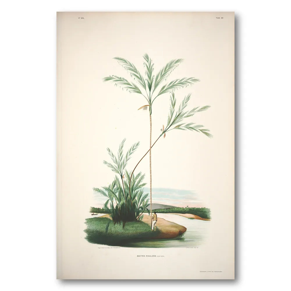 Bactris Rivularis by Rodrigues Art Print