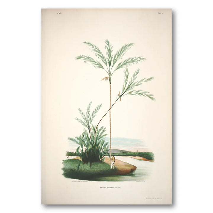 Bactris Rivularis by Rodrigues Art Print