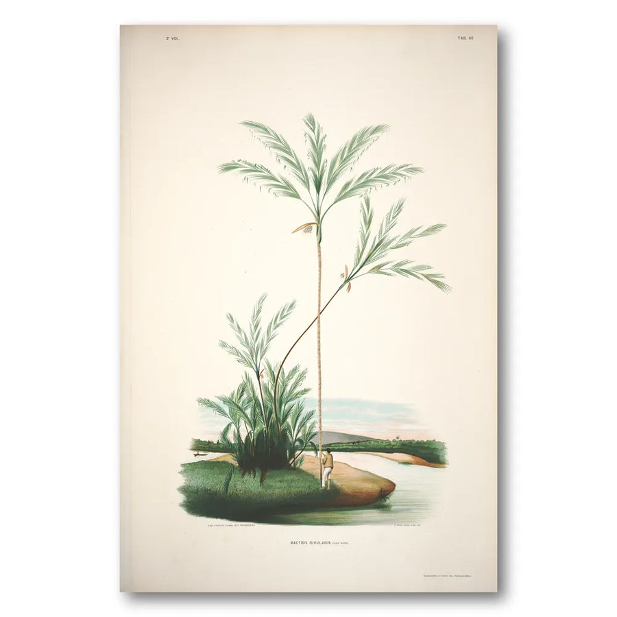 Bactris Rivularis by Rodrigues Art Print