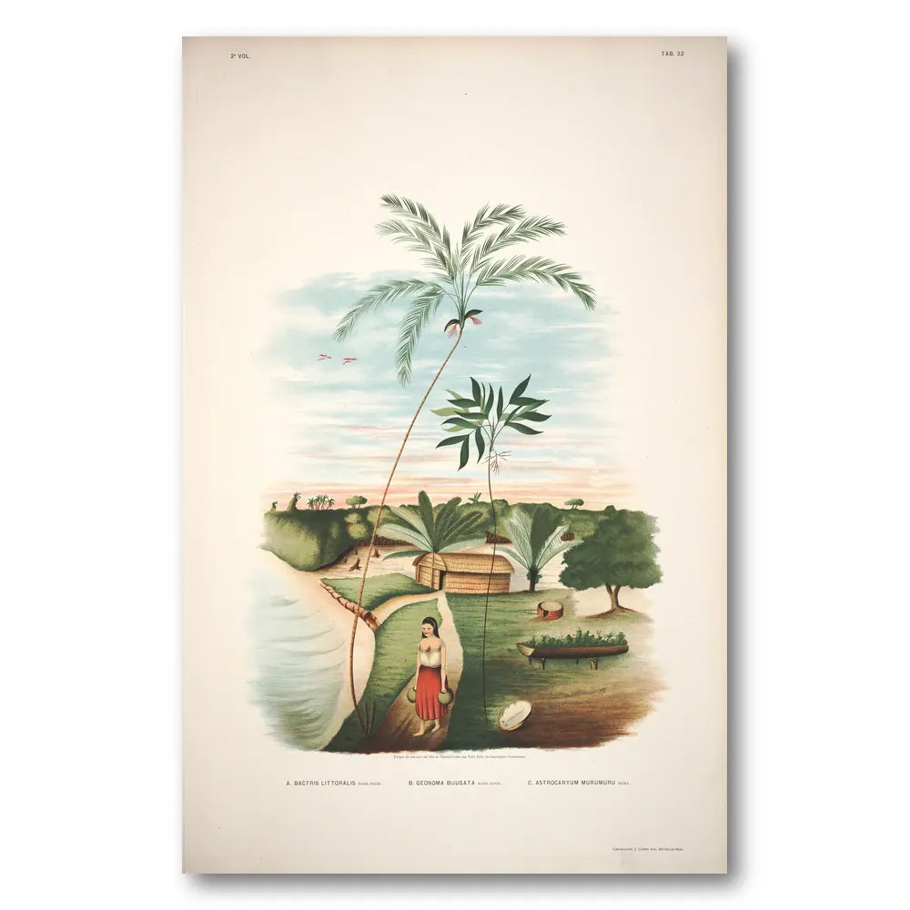 Bactris Littoralis by Rodrigues Art Print