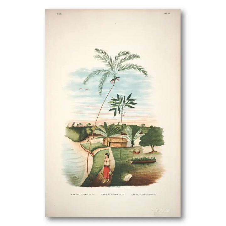 Bactris Littoralis by Rodrigues Art Print