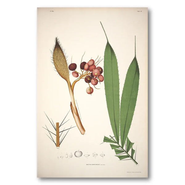 Bactris Constanciae by Rodrigues Art Print