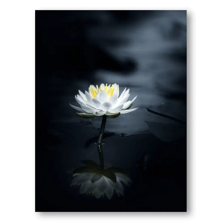 Serene Lotus Bloom Print