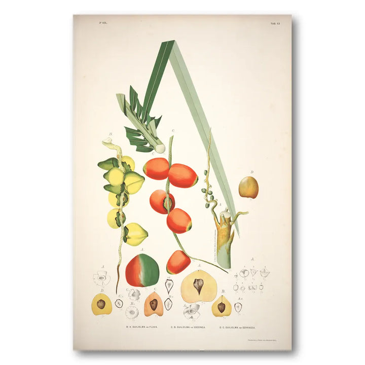 Amylocarpus Guilielma by Rodrigues Art Print