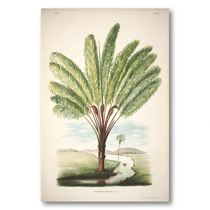 Astrocaryum Giganteum by Rodrigues Art Print