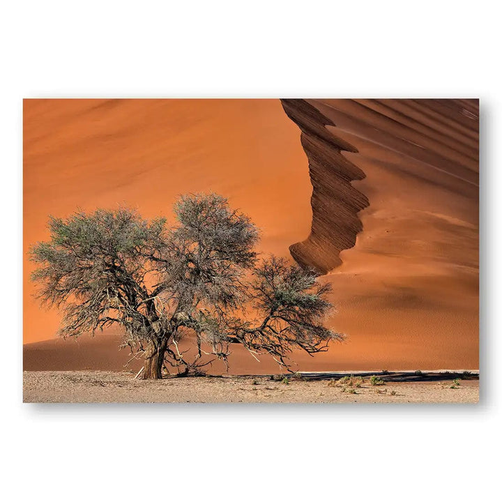 Desert Resilience Acacia Photography Art Print