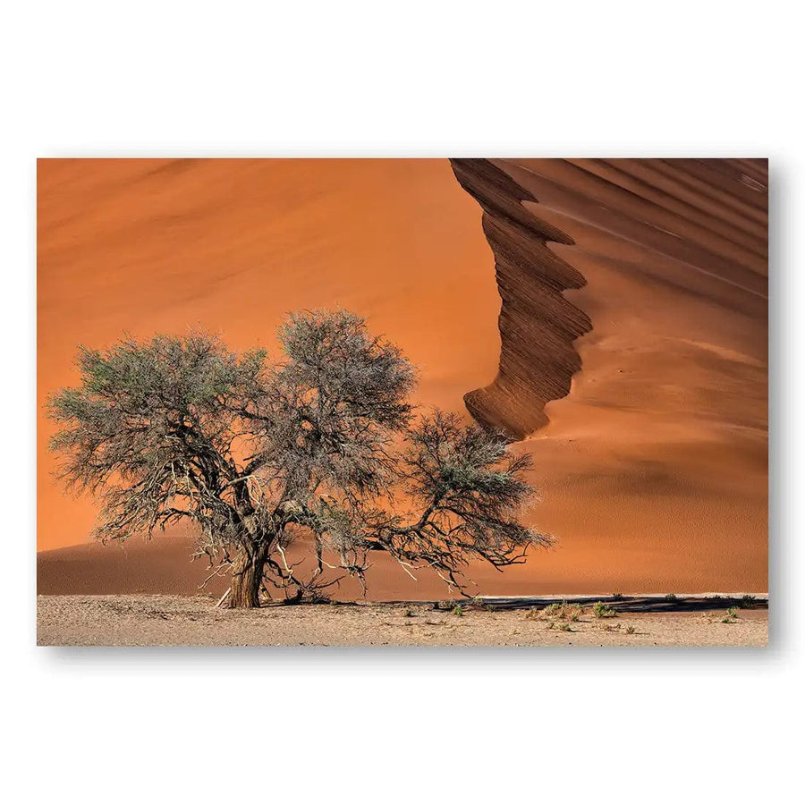Desert Resilience Acacia Photography Art Print