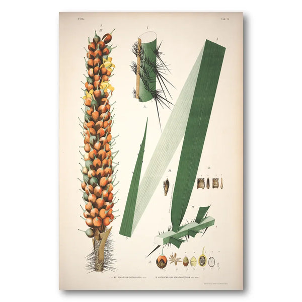 Astrocaryum Rodriguesii by Rodrigues Art Print