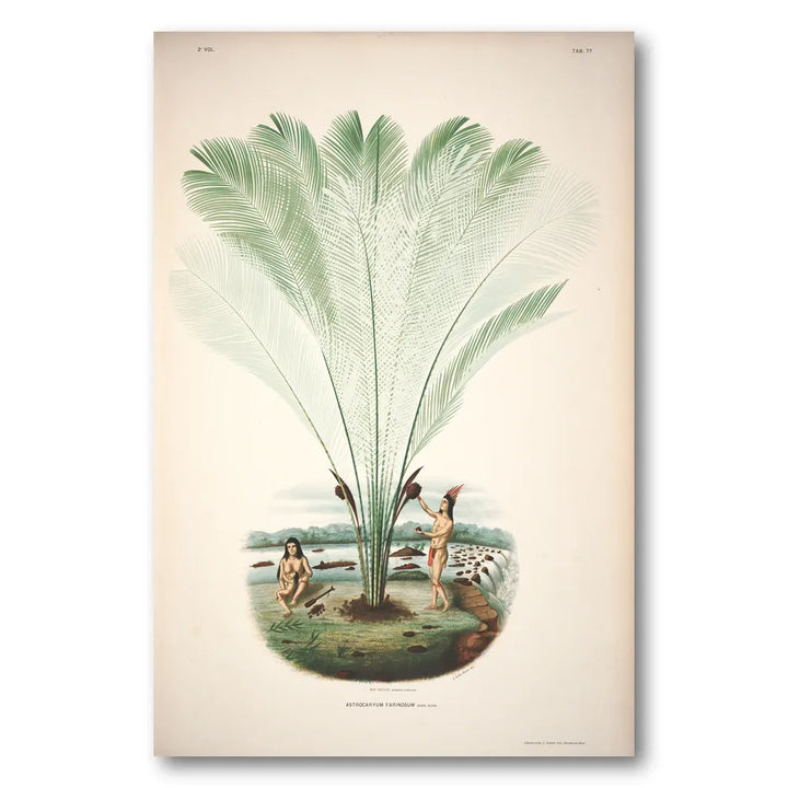Astrocaryum Farinosum by Rodrigues Art Print