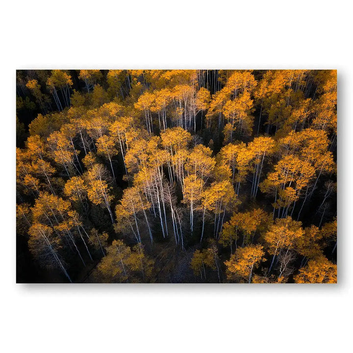 Aspen in Autumn Photo Print