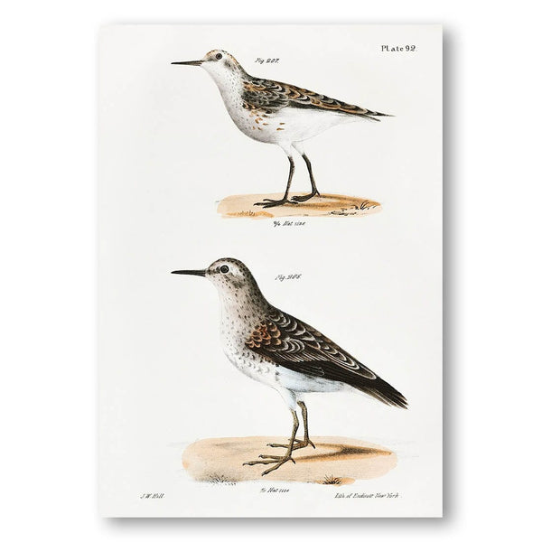 Wilsons Sandpiper by James Ellsworth De Art Print