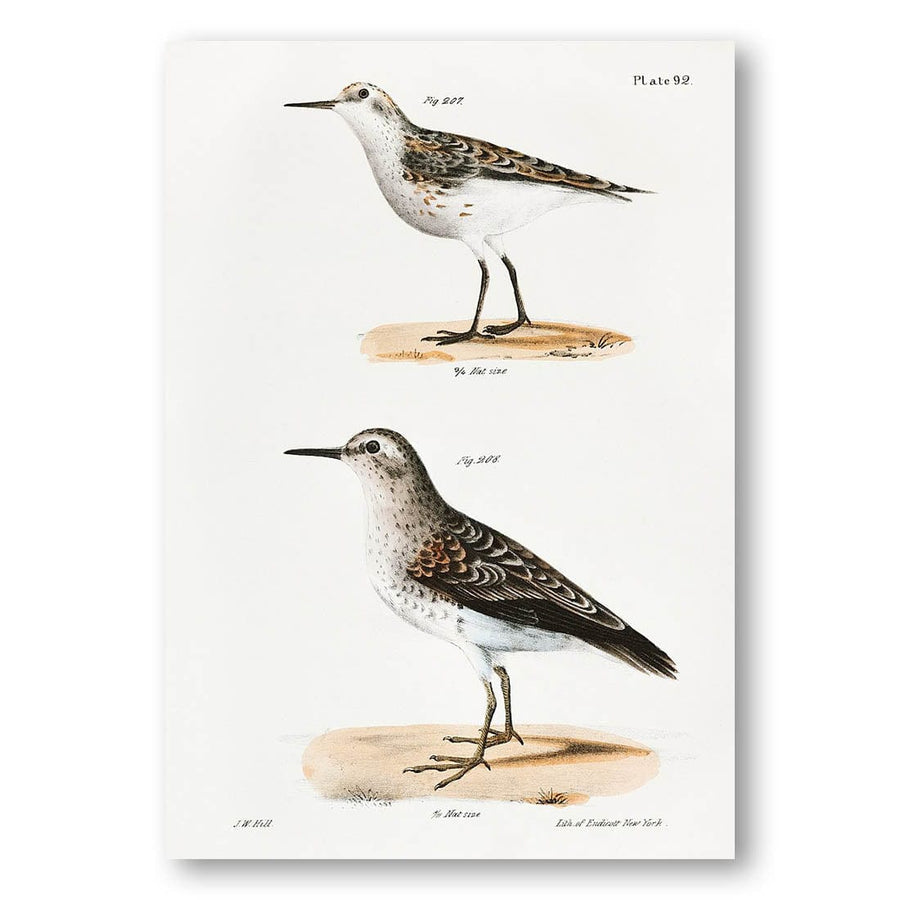 Wilsons Sandpiper by James Ellsworth De Art Print