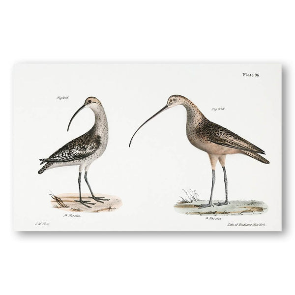 Jack Curlew and Long-billed Curlew by J.W. Hill Art Print