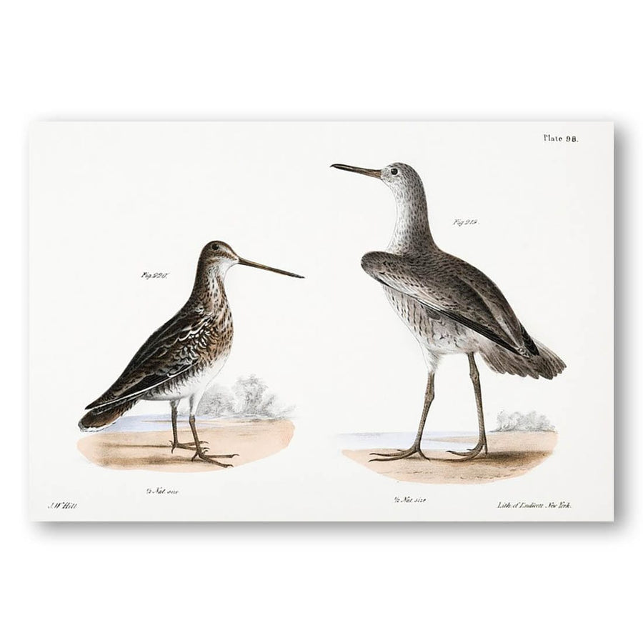 Willet and American Snipe Illustration Art Print