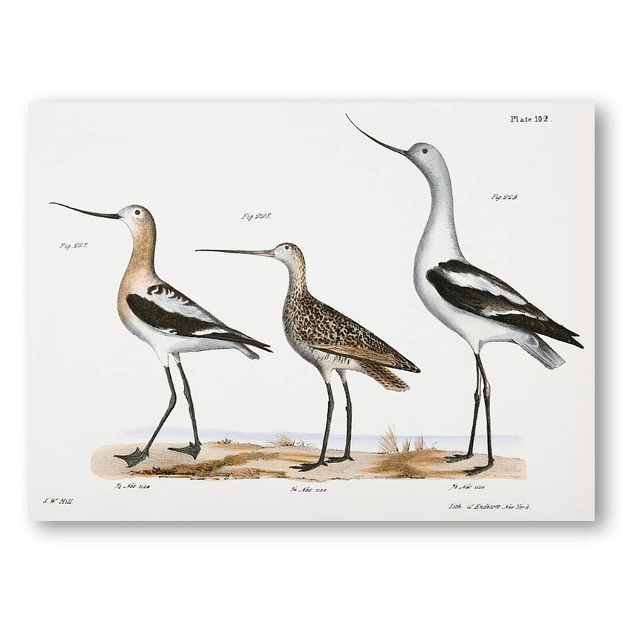 American Avoset and Marlin Art Print