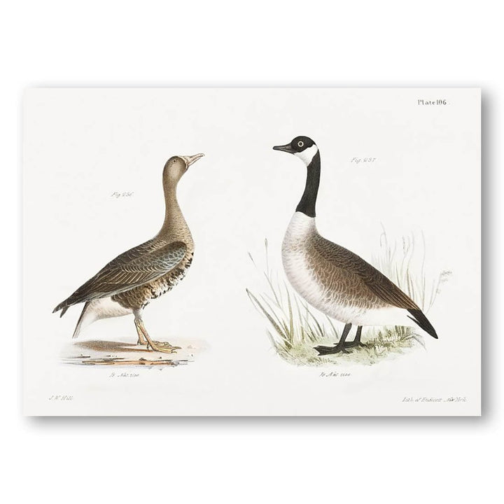 White-fronted Goose and Wild Goose Art Print