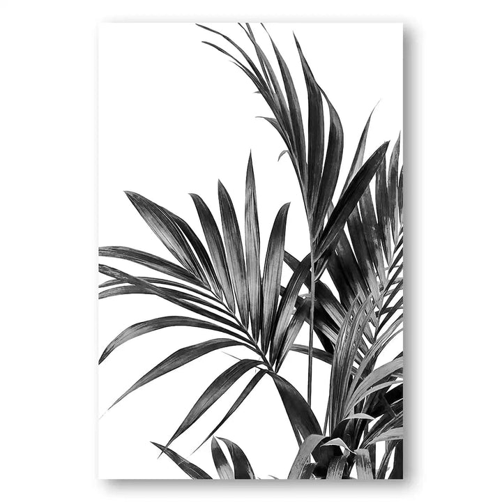 Palm Leaves in Monochrome Photography Print 1